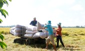 Doanh nghiệp lúa gạo thiếu trầm trọng vốn, nguồn nhân lực chất lượng