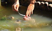 Lạ lùng đàn cá tai tượng suốt 30 năm được đút cơm chay mỗi ngày