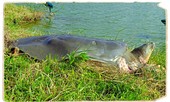 Rùa Hồ Gươm sau màn sương huyền thoại