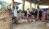 Chợ heo 'độc nhất vô nhị' giữa bão dịch
