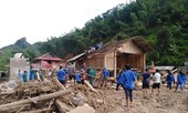Vì sao cây gỗ khủng gây thiệt hại kinh hoàng ở Sa Ná?