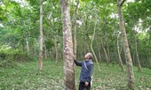 Nhiều người dân Thanh Hóa muốn chặt bỏ cây cao su