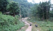 Thanh Hóa cảnh báo việc chặt phá rừng để khai thác hoa phong lan