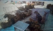 Chi tiết phương thức hoạt động của băng nhóm trộm chó quy mô lớn ở Thanh Hóa
