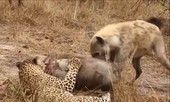 VIDEO: Cất công săn mồi, báo đốm vẫn bị linh cẩu cướp mất