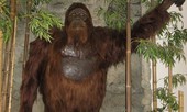 Gigantopithecus, phiên bản có thật của King Kong