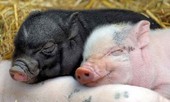 Những điều bất ngờ và thú vị về loài lợn