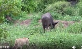VIDEO: Mải kiếm ăn, trâu rừng bị đàn sư tử ‘xơi tái’
