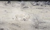 VIDEO: Sư tử đực vô tình cứu lợn rừng thoát khỏi ‘tử thần’