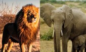 Màn thoát hiểm nghẹt thở của chú voi con mới sinh