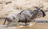 Đang uống nước, đàn linh dương đầu bò bị cá sấu ‘đột kích’