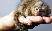 Mục sở thị loài khỉ nhỏ nhất thế giới