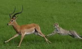 Miếng ăn đến miệng, báo cheetah vẫn bỏ lỡ đáng tiếc