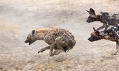 Tình thế vô cùng nguy khốn, linh cẩu vẫn thoát hiểm thần kỳ khỏi bầy chó hoang