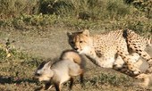 Cáo thảo nguyên một mình chống lại hai con báo cheetah