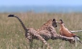 Báo cheetah tăng tốc, tóm gọn linh dương