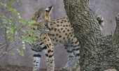 Linh miêu một mình đối đầu với bốn con báo cheetah
