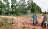 Xà xẻo đất rừng