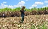 Giá mía rớt thê thảm, người trồng mía ở ĐBSCL khóc ròng