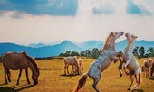 Tận thấy vương quốc bạch mã