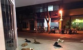 Xúc động 6 chú chó chạy theo chủ đi cấp cứu và thức trắng đêm canh gác