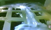 Cây trồng đầu tiên trên Mặt trăng đã chết yểu