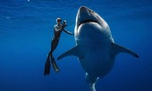 Phát hiện cá mập khổng lồ ngoài khơi Hawaii bơi cùng thợ lặn