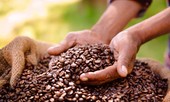Hơn một nửa giống cà phê trên thế giới có nguy cơ tuyệt chủng