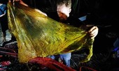 Cá voi chết vì... 40 kg túi nilon trong bụng 