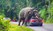 Voi ngủ gục lên chiếc xe hơi đang chạy