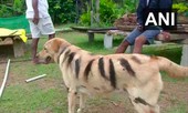 Độc chiêu đuổi khỉ của một nông dân Ấn Độ