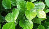 Chữa đau nhức xương khớp cực tốt ngày lạnh nhờ ... lá lốt