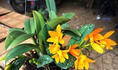 Những cây cảnh để trong nhà vừa may mắn vừa tốt cho sức khoẻ