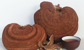 Dùng nấm linh chi theo cách này sẽ gây hại cho cơ thể