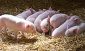 Những bệnh cực kỳ nguy hiểm từ lợn có thể truyền sang người