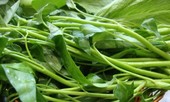 Mắc những bệnh này cấm kỵ ăn rau muống vì cực kỳ độc