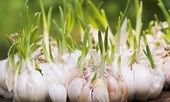 Tỏi mọc mầm: 'Thần dược' cho sức khoẻ hay thuốc độc?