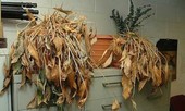 Những món đồ cũ vừa gây bệnh vừa 'đại hung' khi giữ trong nhà
