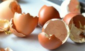 Chữa nhiều bệnh cực tốt từ 'thần dược' vỏ trứng