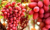 Những thực phẩm bổ máu, cực kỳ tốt cho thận