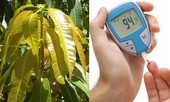 Thực hư lá xoài non là ‘thần dược’ chữa tiểu đường
