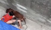 Mổ cấp cứu vì đa chấn thương, cụ bà 77 tuổi bị chó nhà lao vào cắn giờ ra sao?