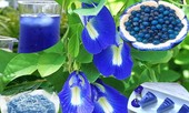 'Thần dược' hoa đậu biếc chữa bách bệnh, cả ung thư, tiểu đường?