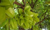 Chữa nhiều bệnh cực tốt chỉ nhờ... quả khế