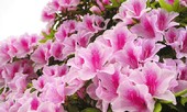 Những loại hoa đẹp rực rỡ nhưng có thể 'giết người'