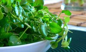 Không ngờ cải xoong chống được ung thư, còn chữa đủ bệnh cực hiệu quả