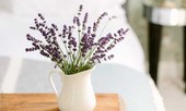Những loại cây hoa vừa giúp ngủ ngon, vừa lọc sạch không khí ô nhiễm