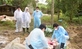 Phát hiện ổ dịch tả lợn châu Phi thứ hai tại TT-Huế