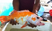 Phát hiện loài cá lạ chưa từng xuất hiện ở Việt Nam