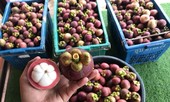 Du khách bị 'chặt chém' gần 600.000 đồng/kg măng cụt ở Huế